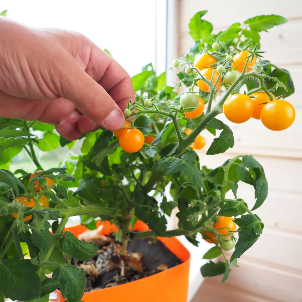 How to Grow Tomatoes at Home 